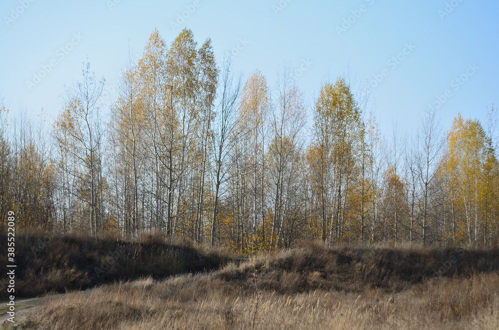 Yellow autumn forest in the Tambov region . Yellow autumn forest in the Tambov region .