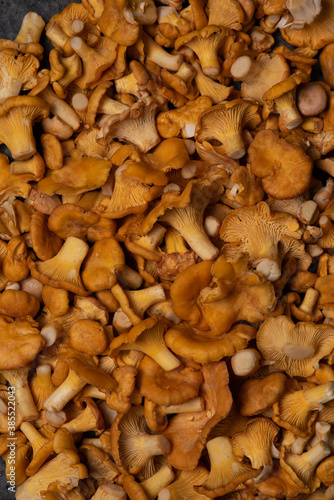 background with many chanterelle mushrooms