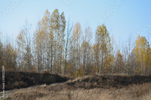 Wallpaper Mural Yellow autumn forest in the Tambov region . Torontodigital.ca