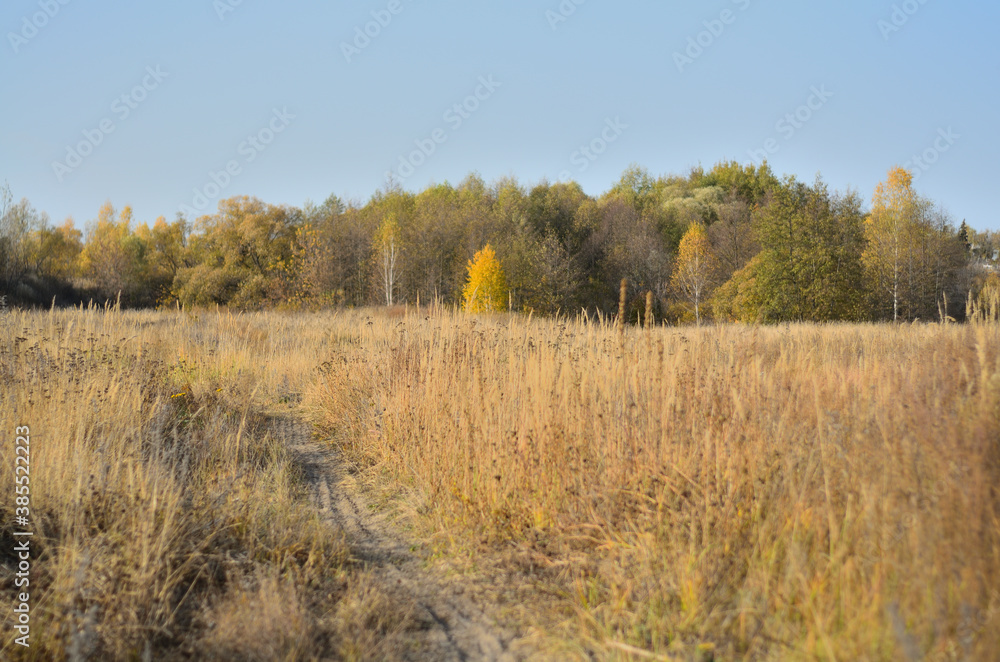 Yellow autumn forest in the Tambov region . Yellow autumn forest in the Tambov region .