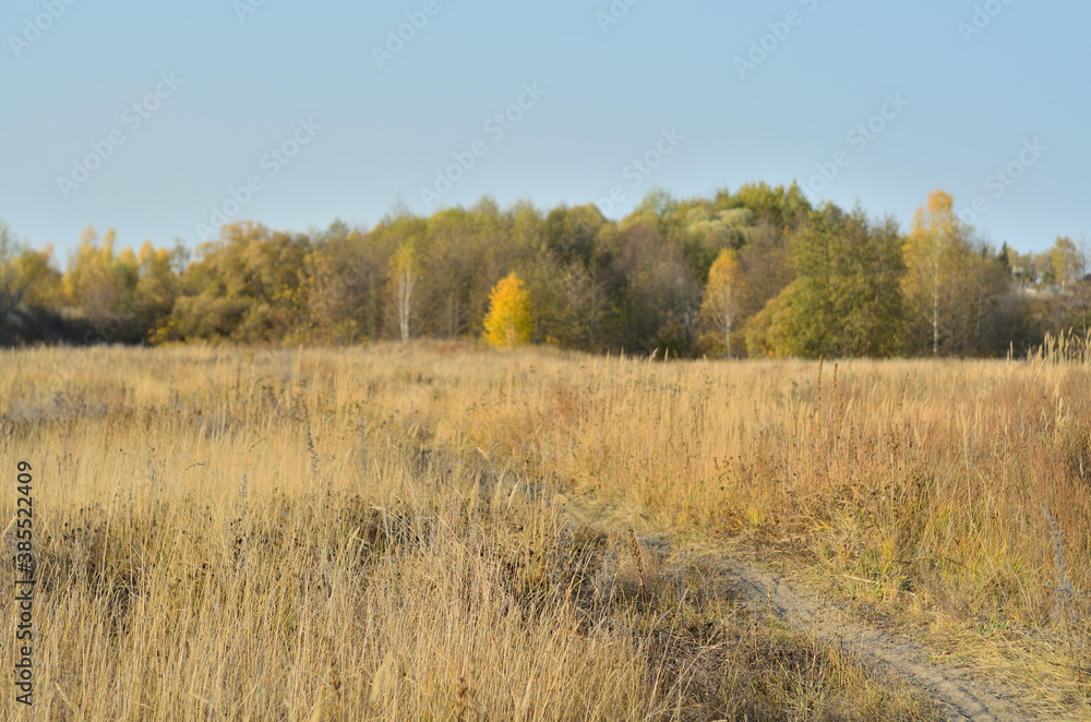 Yellow autumn forest in the Tambov region . Yellow autumn forest in the Tambov region .