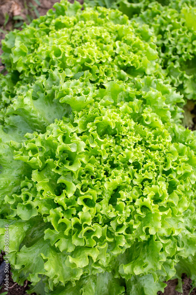Field of growing curled salad plants planted in rows. Field of growing curled salad plants planted in rows.