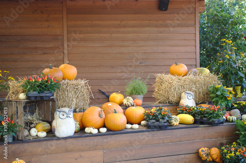 Different varieties of squashes and pumpkins on straw Colorful vegetables top view