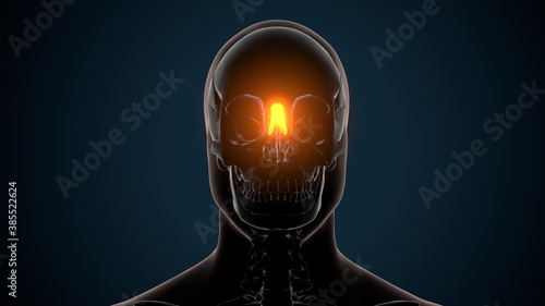 3d render of human skeleton nasal cartilage anatomy 