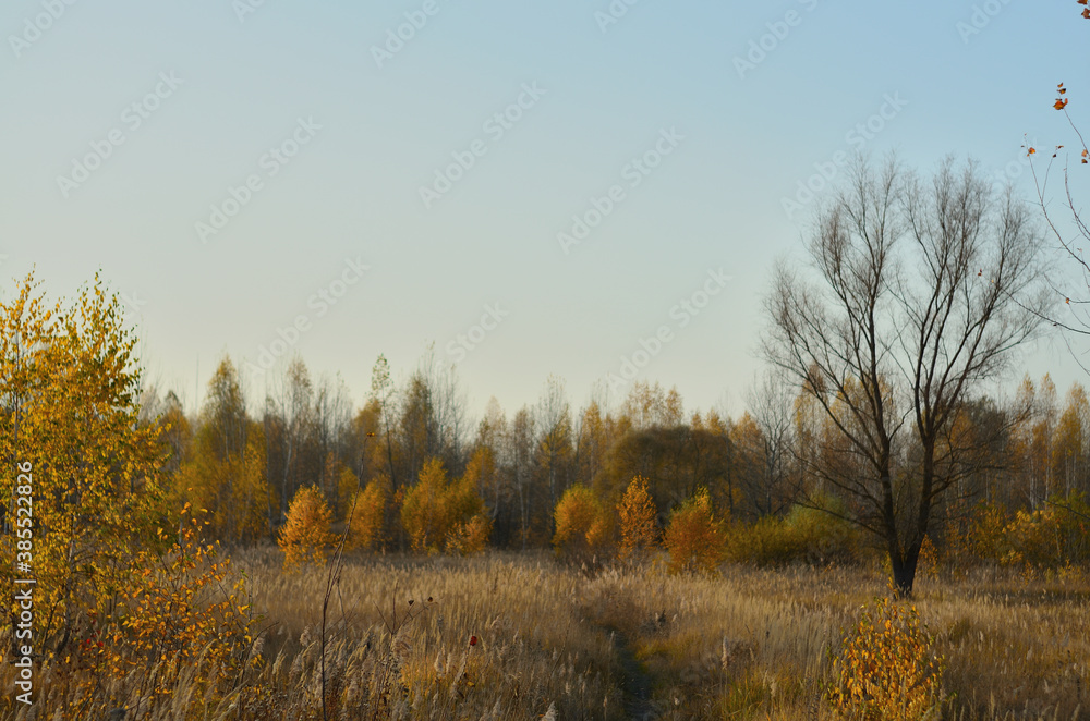 Yellow autumn forest in the Tambov region . Yellow autumn forest in the Tambov region .