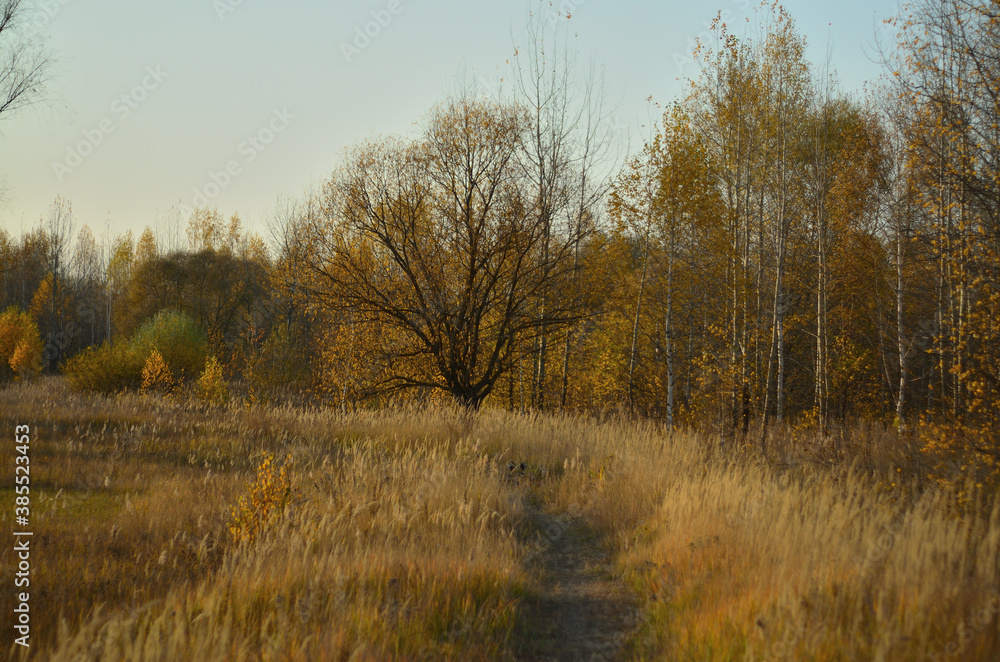 Fototapeta premium Yellow autumn forest in the Tambov region .