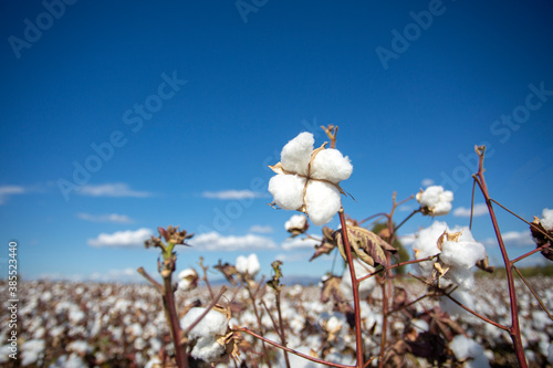 Cotton field (Turkey / Izmir). Agriculture concept photo.