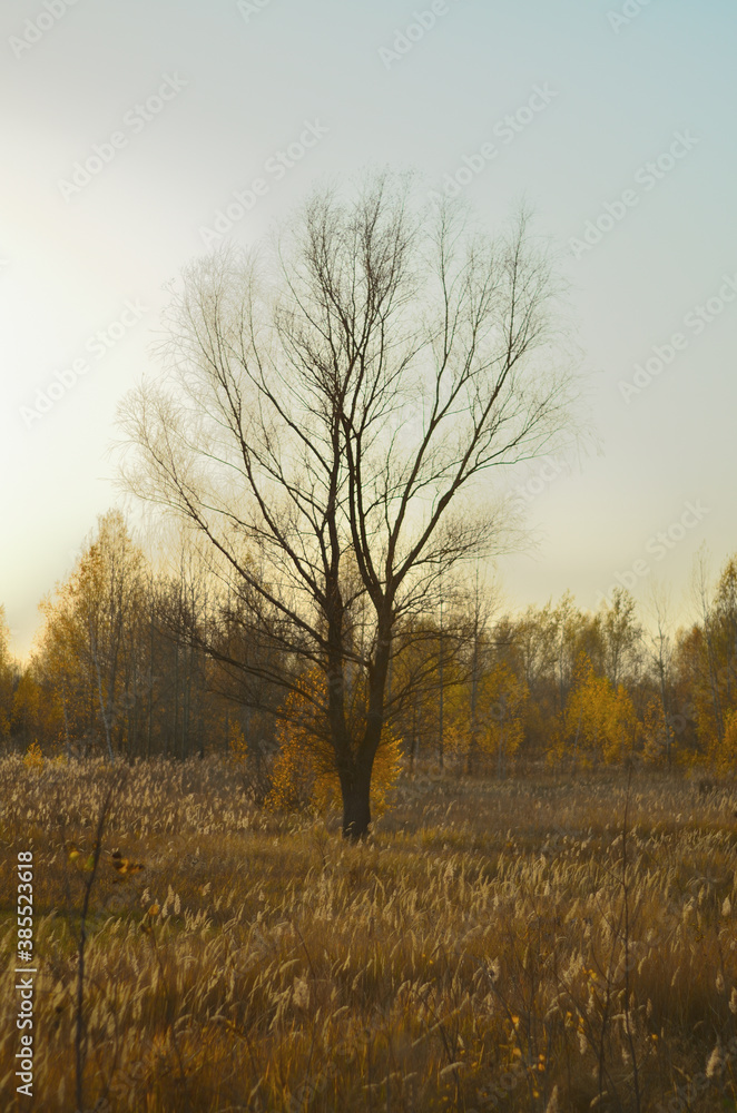 Yellow autumn forest in the Tambov region . Yellow autumn forest in the Tambov region .