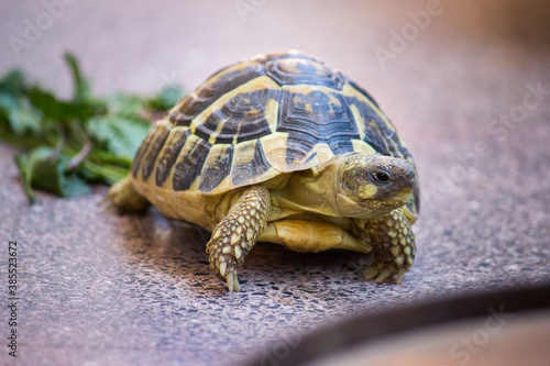 Turtle testudo hermanni