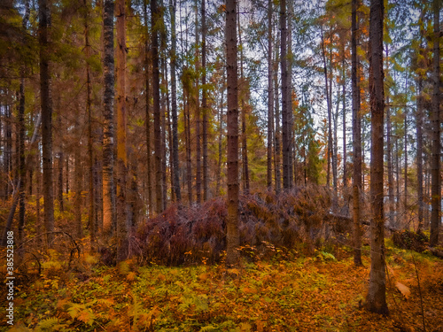 Autumn forest / осенний лес