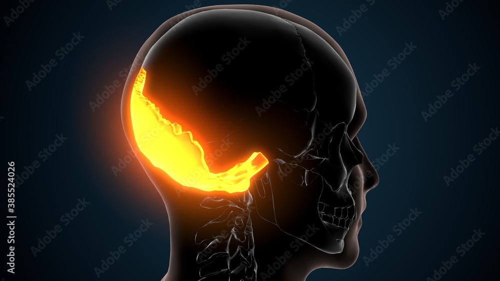 Obraz premium 3d illustration of human skeleton skull occipital bone anatomy