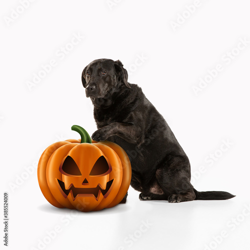 Fototapeta Naklejka Na Ścianę i Meble -  Cute puppy with halloween Jack-o-Lantern pumpkin isolated on white studio background. Meeting the autumn holidays with traditional decoration. Concept of pet's love, fun, sales, ad. Copyspace.