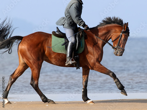 Bay horse runs at a gallop along shoreline of sea