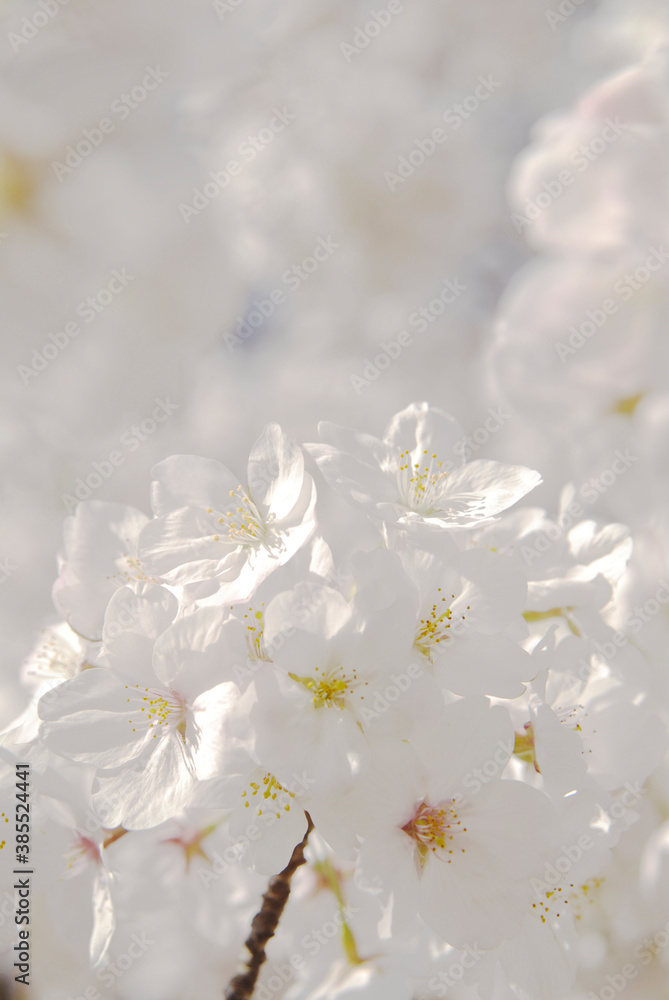 桜 桜