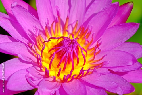 Close up beautiful blooming pink lotus flower or water lily.