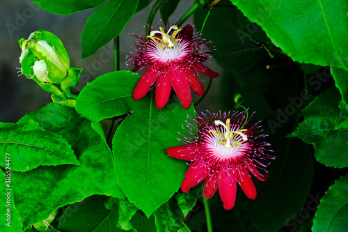 Beautiful blooming Red Passion flowers (Passiflora foetida) with green leaves background. photo