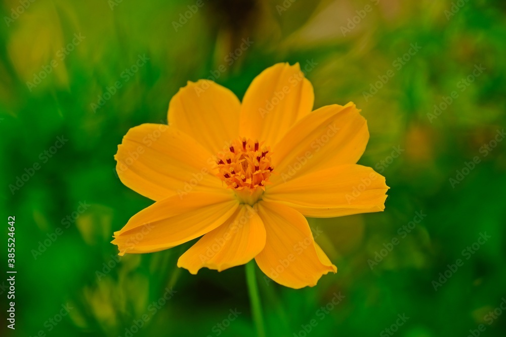Beautiful blooming cosmos flower with blurred green leaves background. Beautiful blooming cosmos flower with blurred green leaves background.