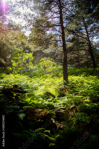 Bosque de helechos y pinos, rayos de sol © Merysu
