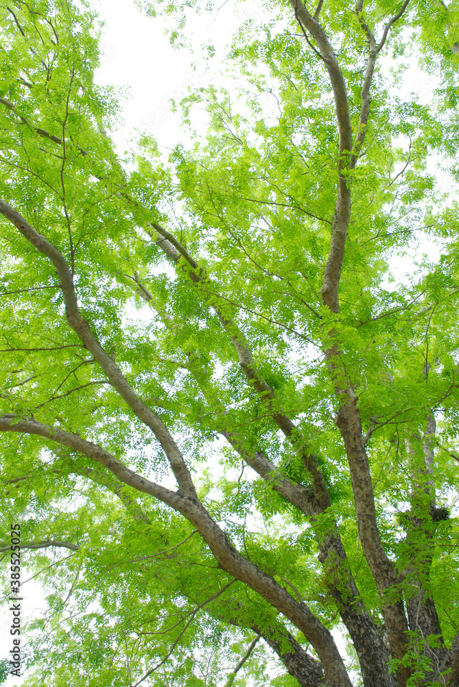 Fototapeta premium 樹木