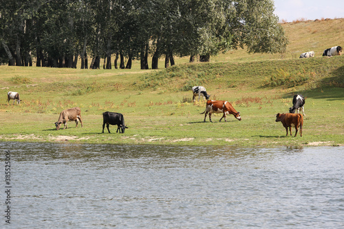 Cows grazing peacefully on the river bank. The concept of agricultural life. © jonnyslav
