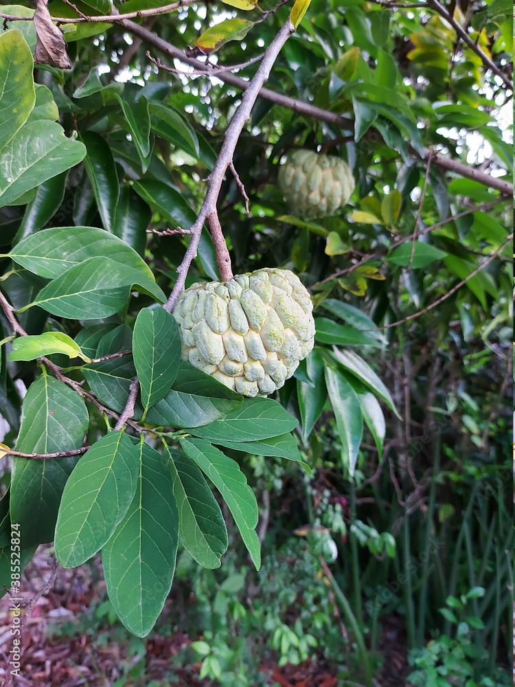 Fototapeta premium Annona fruit on the tree