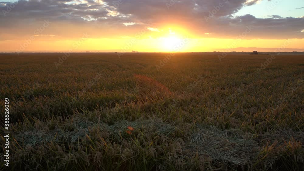 Rice field with sunset and clouds in harvest time. Rice field with sunset and clouds in harvest time.
