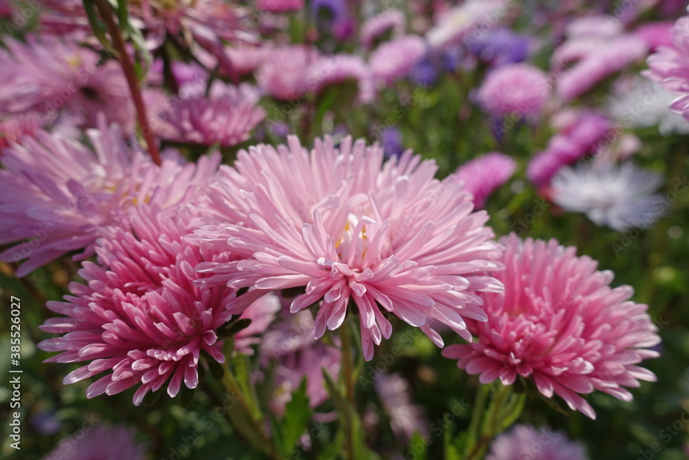 A lot of pink flowers of China asters in September A lot of pink flowers of China asters in September