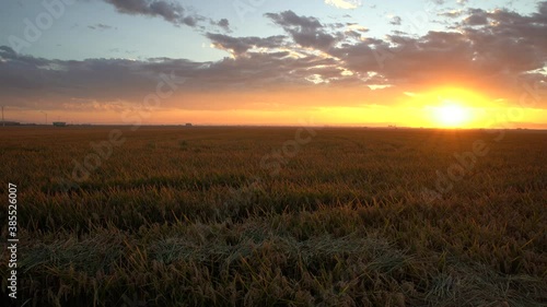 Rice field with sunset and clouds in harvest time. 