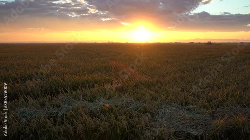 Rice field with sunset and clouds in harvest time. 