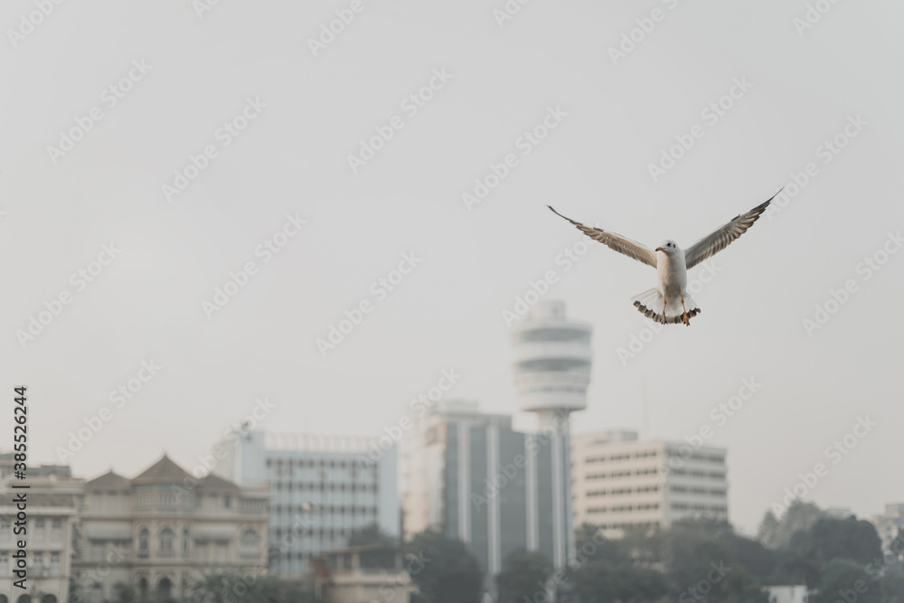 seagull in flight