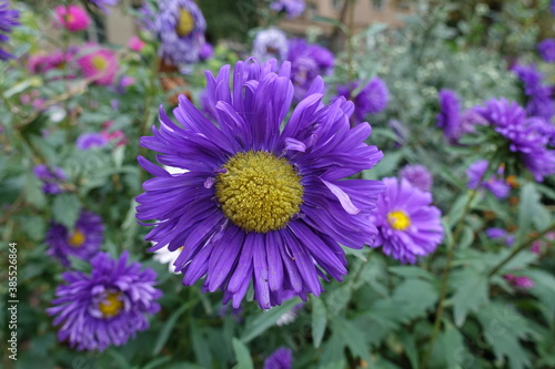 Multiple purple flowers of China asters in September