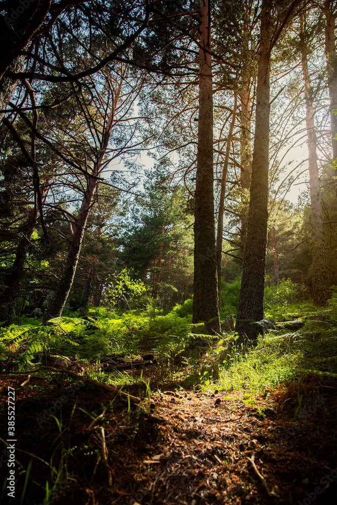 Bosque de pinos y hechos en Cercedilla Bosque de pinos y hechos en Cercedilla