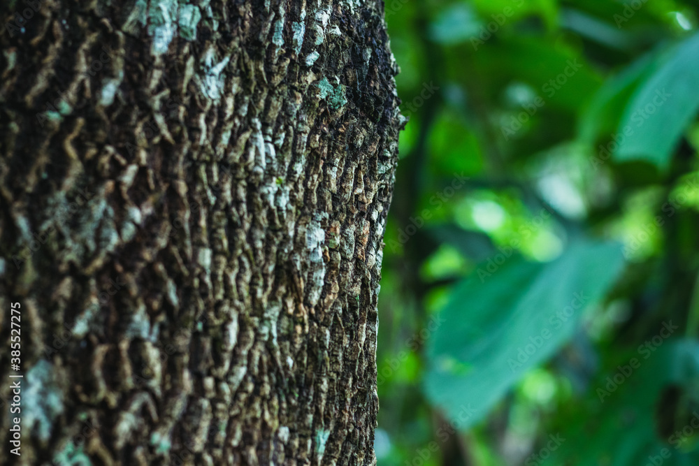 Fototapeta premium Pine bark in forest against blurred green background nature in asian forest.