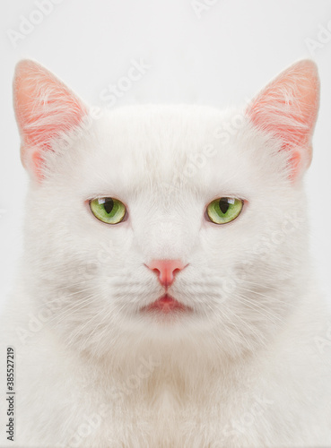 thick white cat