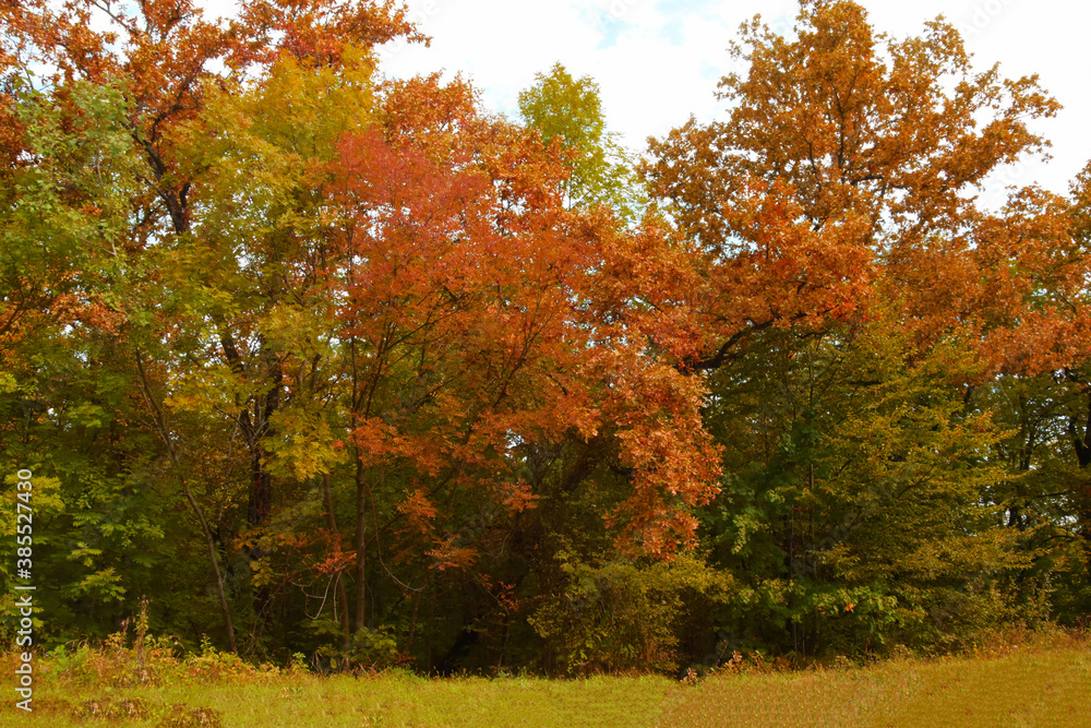 Multicolored autumn trees. Bright beautiful nature of autumn.