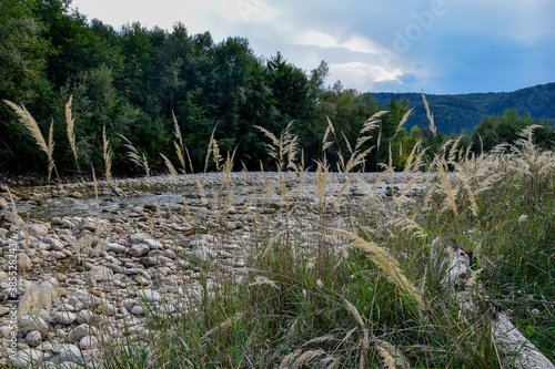 The landscape  the forest around  the river flows  and in the distance high mountains are visible. Beautiful nature  no one  quiet landscape.