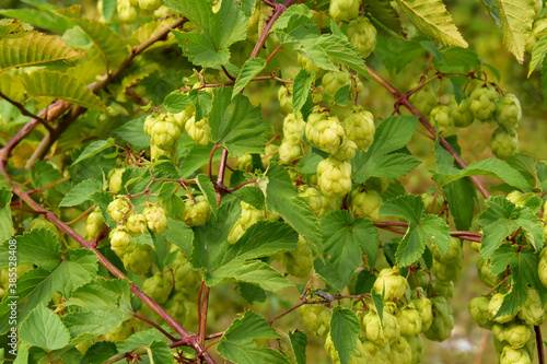 A green hop bush covered with mature buds. Wild plant in the forest.