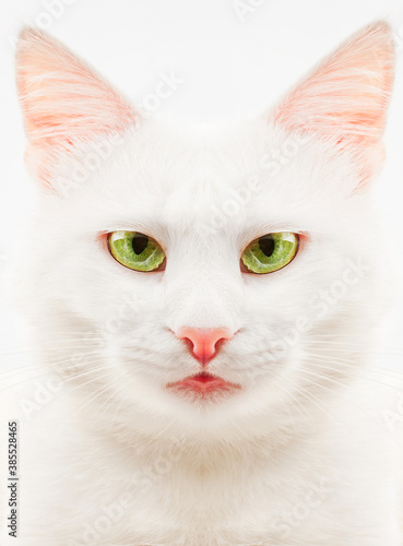 white cat with green eyes