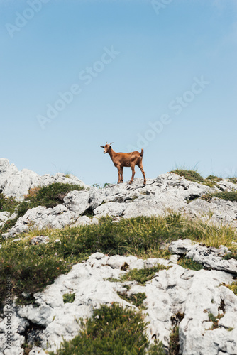 Wild goat in mountainous in Asturias.