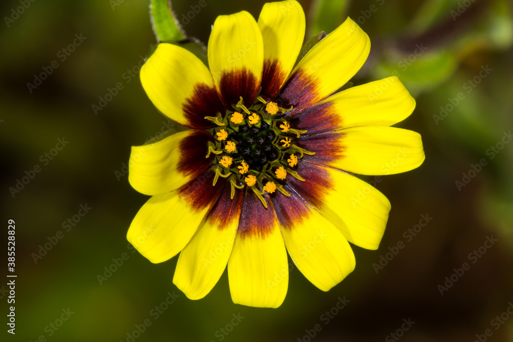 Tiny spring wildflower with yellow and red petals Tiny spring wildflower with yellow and red petals