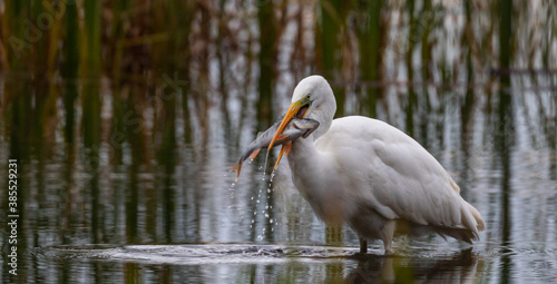Great White egret eating/swallowing fish
