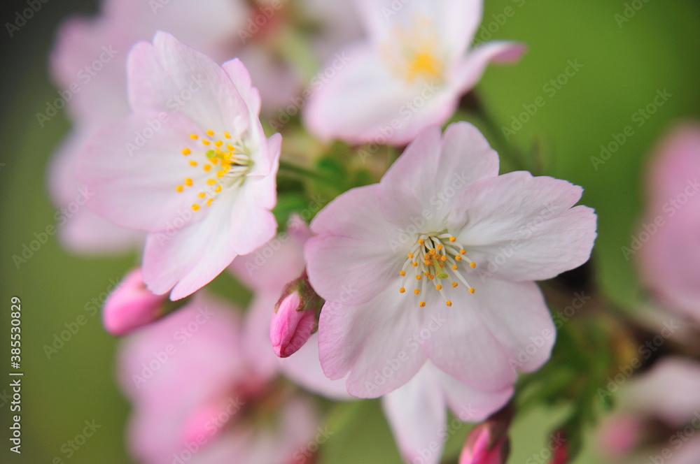 御殿場桜 御殿場桜
