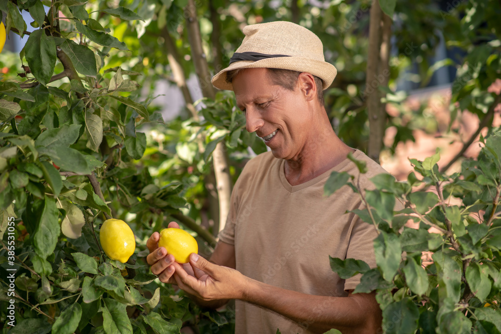 Smiling male in straw hat holding lemon, looking carefully at it