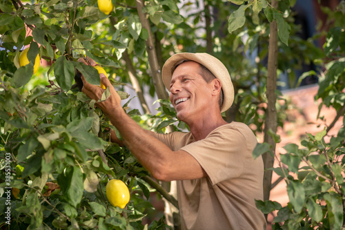 Happy male in straw hat pruning lemons in the garden