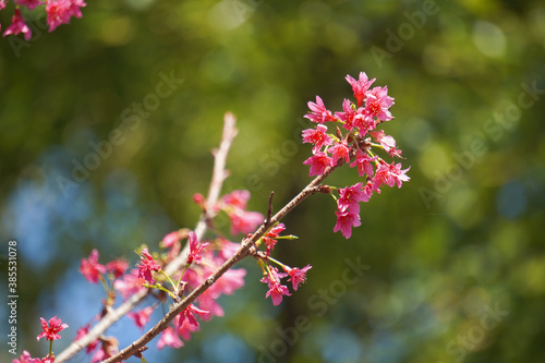 The branches are covered with pink cherry blossoms 3