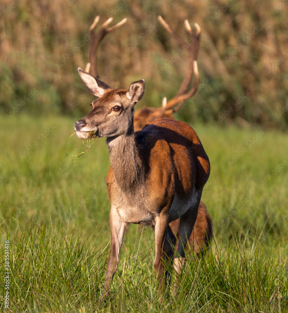Red Deer hinds Red Deer hinds