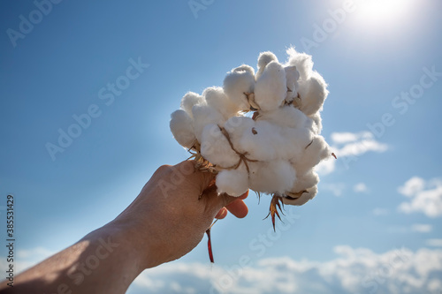 Human-handed cotton bolls t...