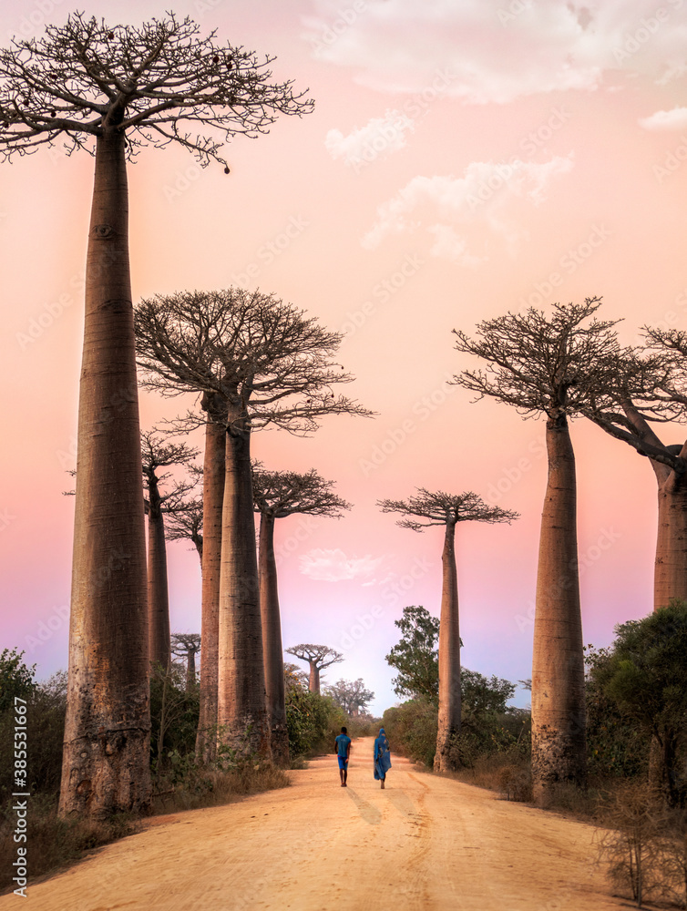 Obraz premium Allee des Baobabs