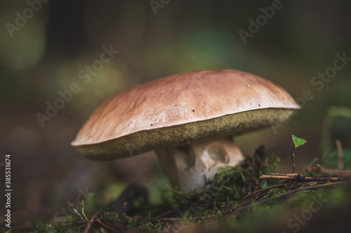 edible mushrooms boletus in the forest