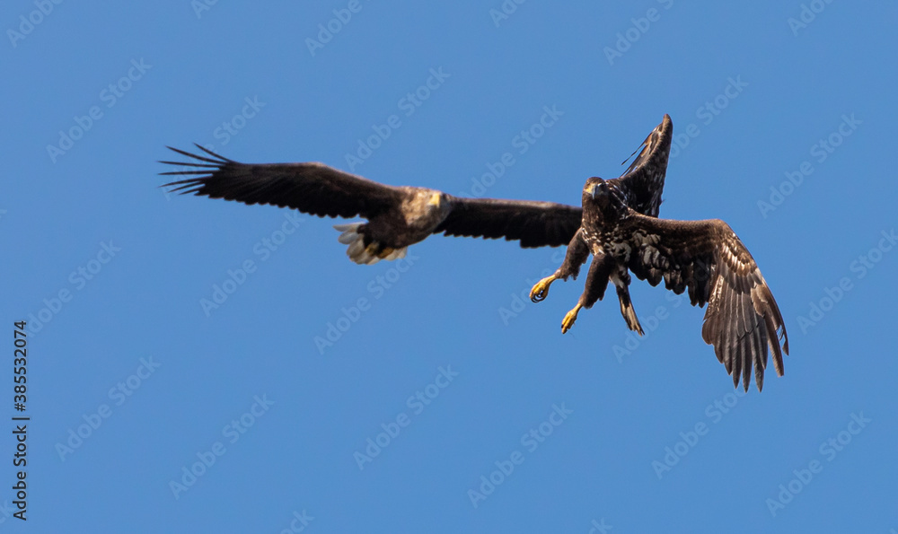 Obraz premium White tailed Eagle